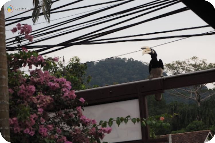 Imej Chalet Sunset View (Menyuap Burung Enggang)