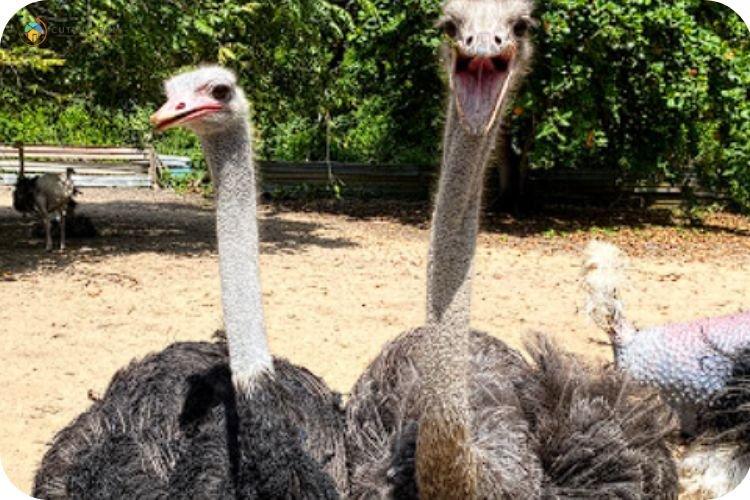 Imej Desaru Ostrich Farm