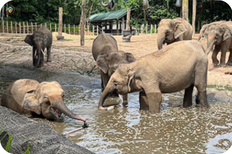 Imej Lok Kawi Wildlife Park