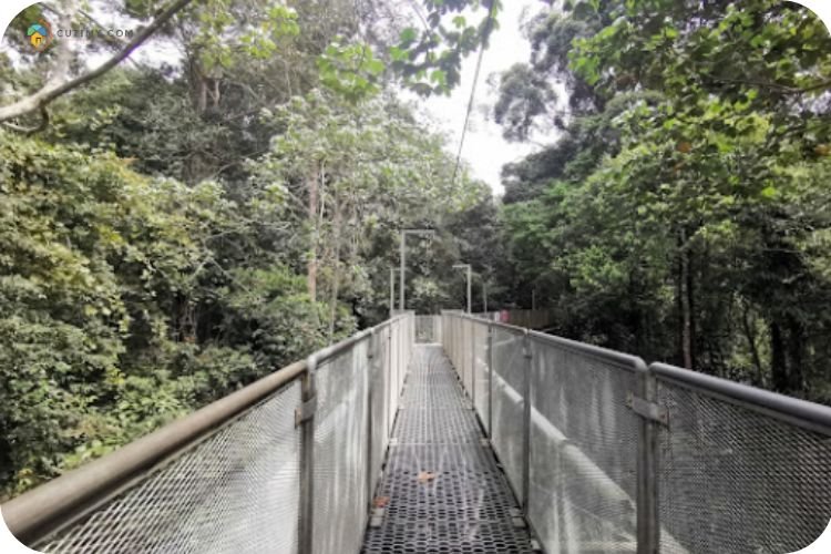 Imej Tree Top Walk Hutan Lipur Sedim