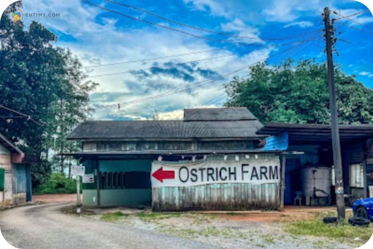 Imej Desaru Ostrich Farm