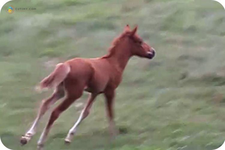 Imej Taiping Equine Park