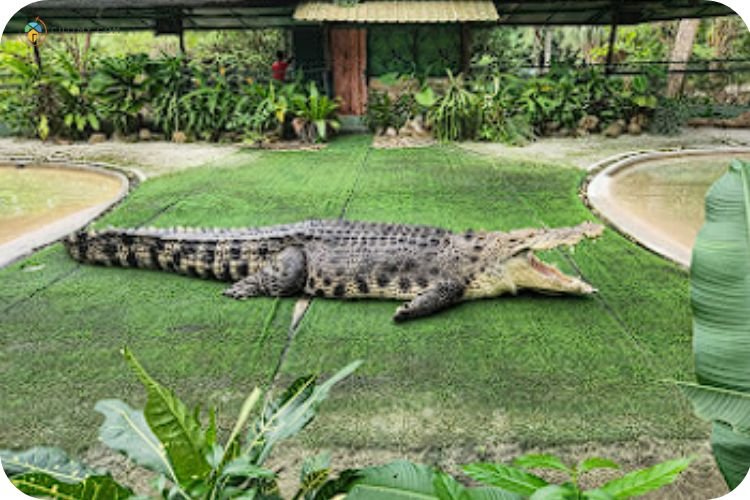 Imej Taman Buaya Langkawi