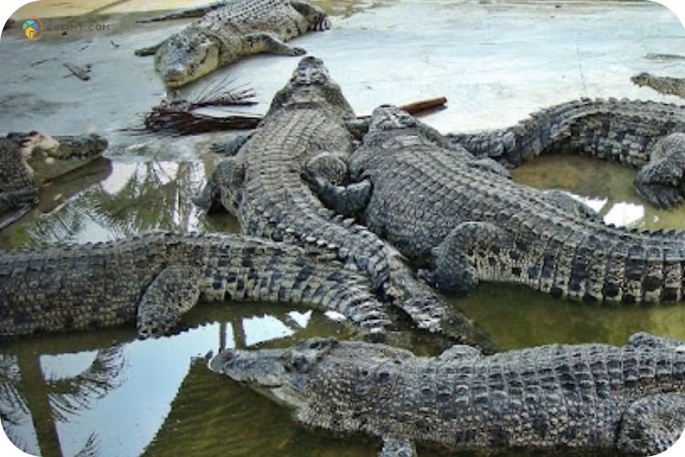 Imej Taman Buaya Teluk Sengat