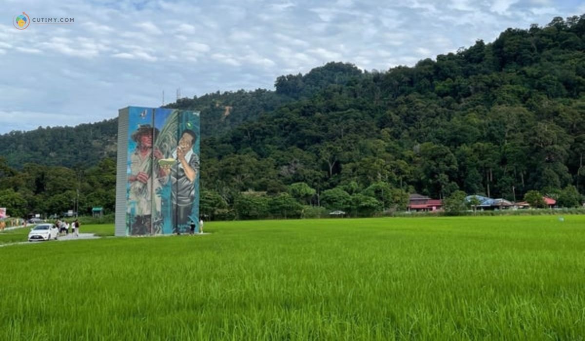 imej Balik Pulau Paddy Field