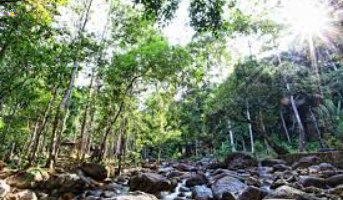 imej Recreational Forest Sungai Bantang