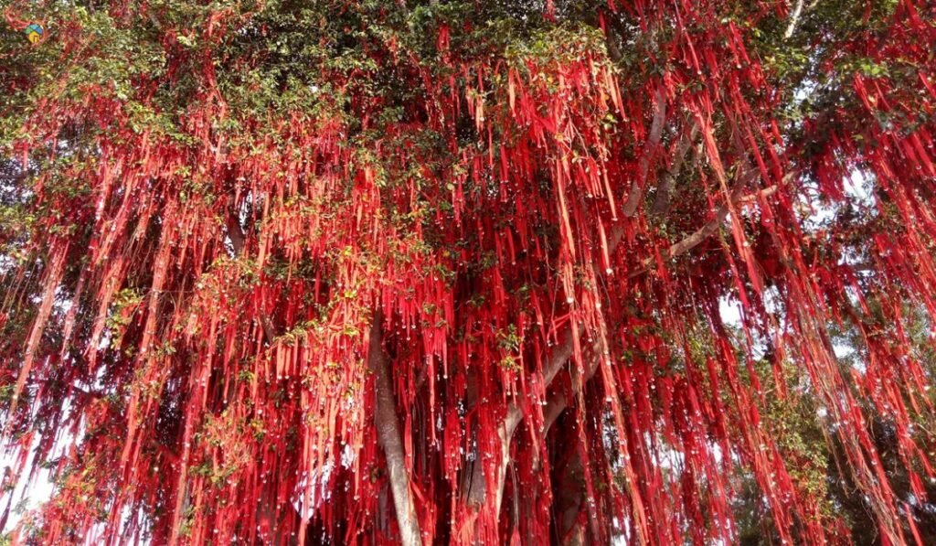 imej Sekinchan Wishing Tree