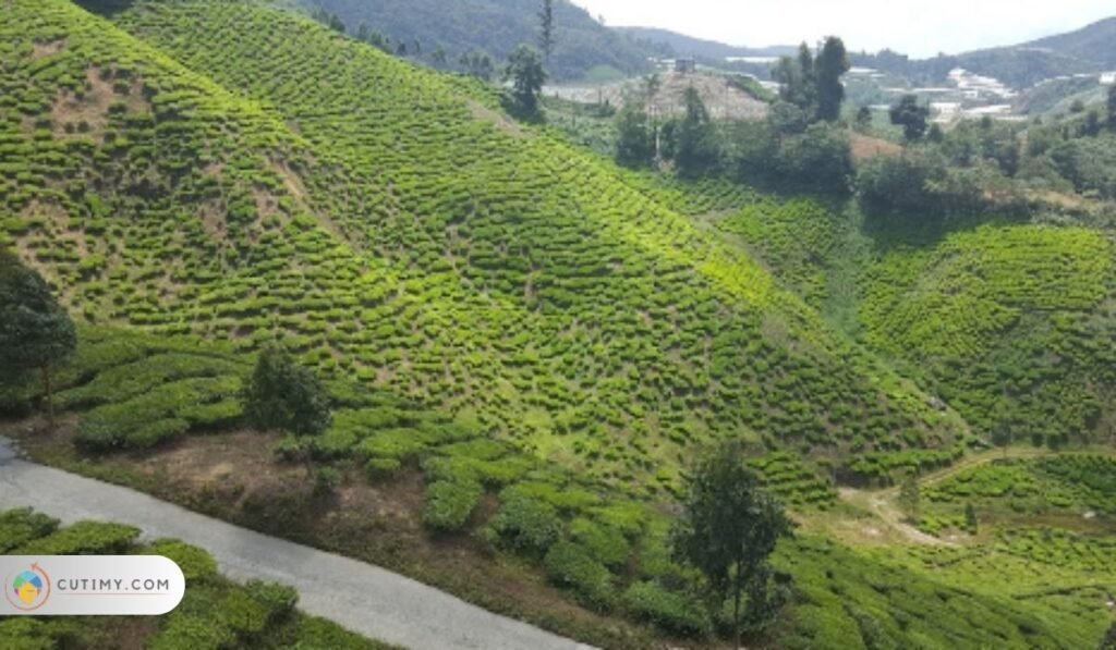 Imej Cameron Adventurous (Kuala Terla Tea Plantation)