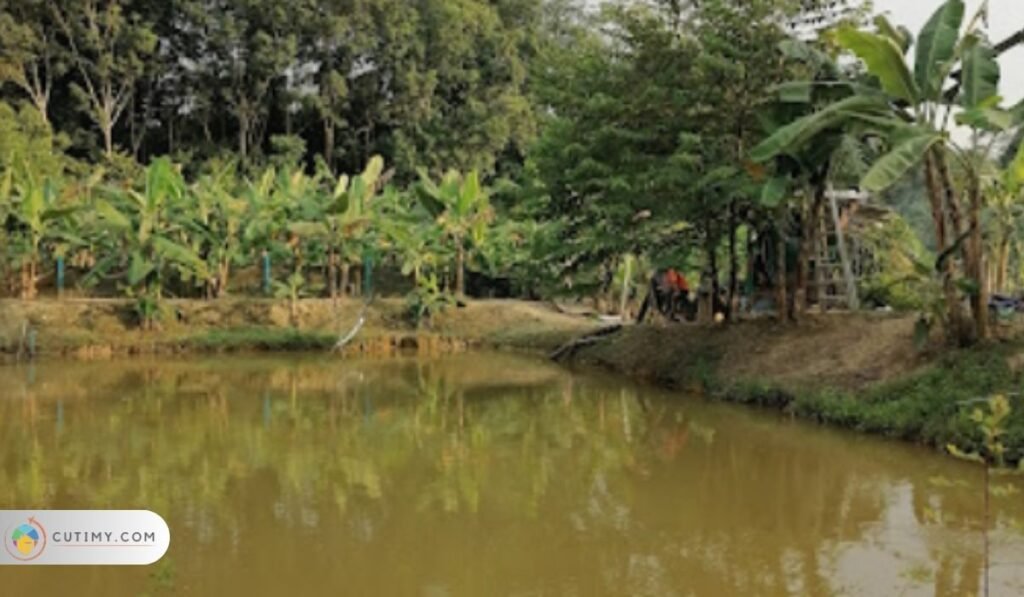 Imej Kolam Ikan Tokwan, Tempat Menarik Di Gurun