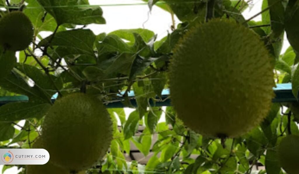 Imej Padang Lumbu Kebun Durian