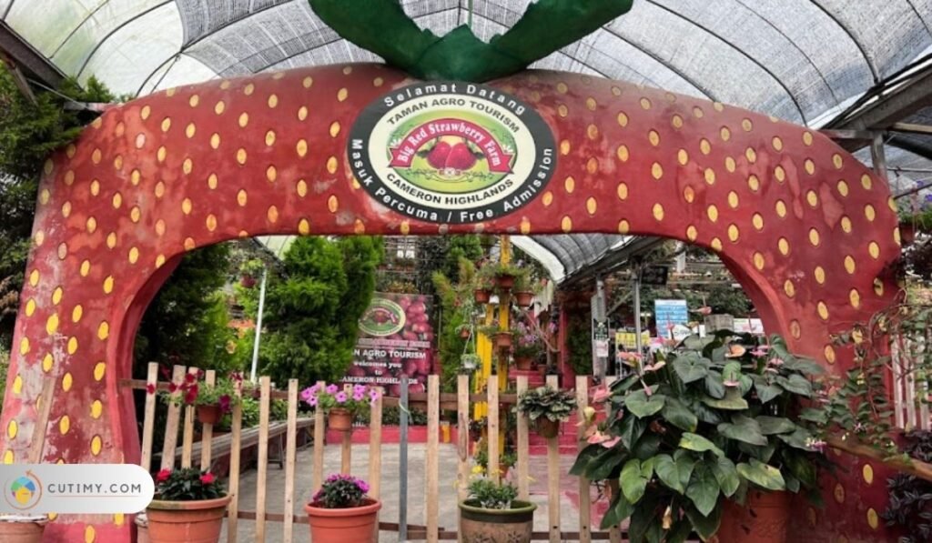 Imej Tempat Menarik di Tanah Rata, Big Red Strawberry Farm